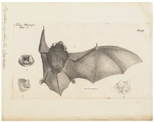 Vespertilio papillosa - 1700-1880 - Imprimer - Université d'Amsterdam Collections spéciales - - Iconographia zoologique UBA01 IZ20800199.tif