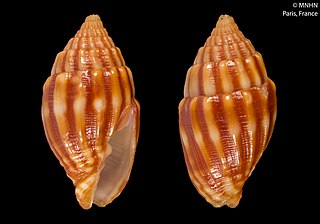 <i>Vexillum baccheti</i> Species of gastropod