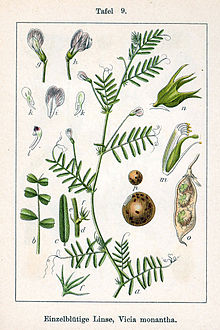 Vicia monantha Sturm9.jpg