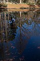 * Nomination View of the pond in Nagai Park, Osaka, Japan. --Laitche 17:48, 6 January 2024 (UTC)) * Promotion  Support Good quality. --Mike Peel 23:10, 14 January 2024 (UTC)