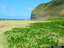 Habitat Vigna marina (aka beach pea, nanea, notched cowpea) - 05.jpg