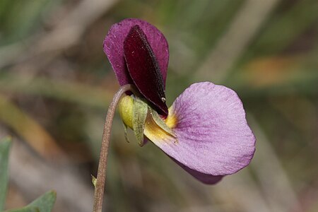 Viola trinervata