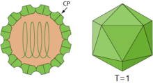 Schematic diagram of a Virtovirus particle, cross section and side view. Virtovirus virion (modified from Aumaivirus).png