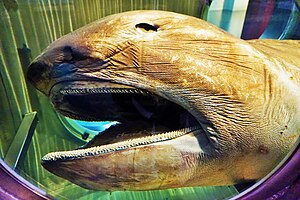 The head of a megamouth shark (Megachasma pelagios) with its teeth, specialized for filter-feeding on plankton, clearly shown WA Maritime Museum - Joy of Museums - Megamouth Shark.jpg