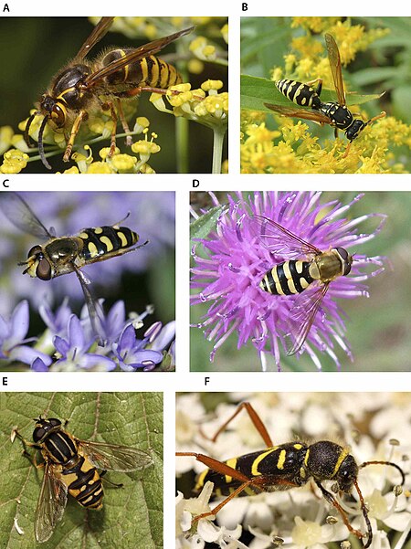 Tập_tin:Wasp_mimicry.jpg