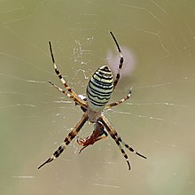 Araignée guêpe (Argiope bruennichi) dorsale.jpg