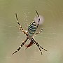 Thumbnail for Argiope bruennichi