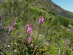 Watsonia: Plant genus