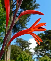 Watsonia fulgens 4. jpg 