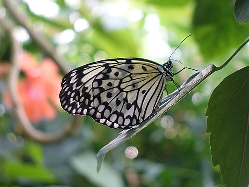 Schmetterling Weisse Baumnymphe