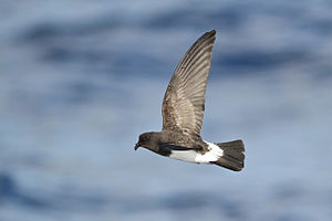 White-Bellied Storm Petrel