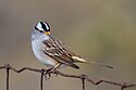 White-crowned Sparrow (30250705456).jpg