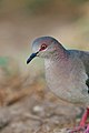 White-tipped Dove (19676628870).jpg