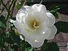 White flower rose.jpg