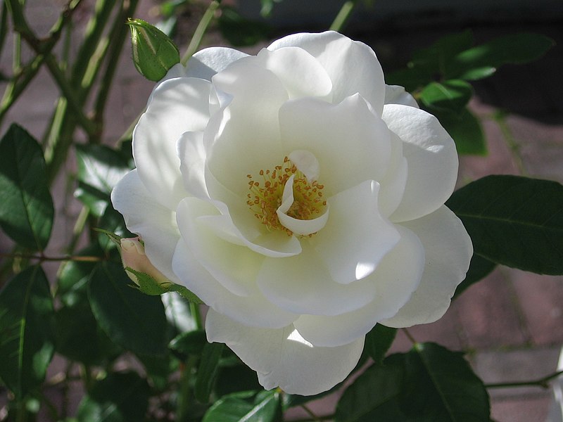 File:White flower rose.jpg