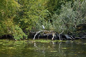 Stadthavel nature reserve (August 2015)