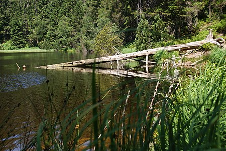 Wildsee spiegelrefl.13 034