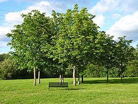 Winnersh Meadows-dagi daraxtlar