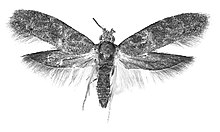 Wockia mexicana holotype.jpg