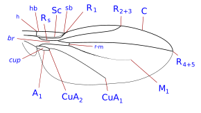 Resim açıklaması Xenasteiidae kanat damarları-1.svg.