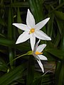 Talbotia elegans (Velloziaceae)