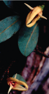 <i>Xylopia arenaria</i> Species of flowering plant