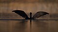 * Nomination: Great cormorant drying its feather at Taudaha. uploaded by User:Thcnepal --Nirmal Dulal 04:11, 29 July 2023 (UTC) * Review Looking at the water surface this looks slightly tilted clockwise --Uoaei1 08:56, 29 July 2023 (UTC)