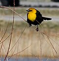 Thumbnail for File:Yellow-headed Blackbird (5673397978).jpg