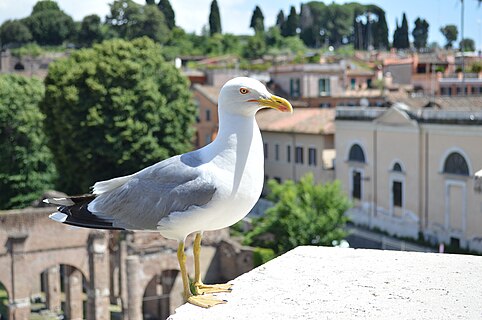 Yellow-legged gull