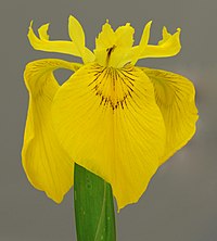 Yellow Iris Iris pseudacorus Flower 1469px.jpg