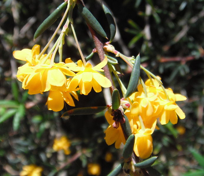 File:Yellow flowers pending Adelaide.jpg