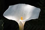 Thumbnail for Zantedeschia albomaculata