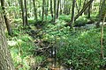 English: Zelenský luh, nature reserve in the Šumava mountains, the Czech Republic. Čeština: Zelenský luh, přírodní rezervace v CHKO Šumava.