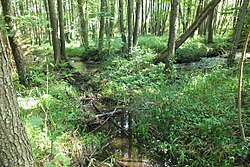 Zelenský potok protékající Zelenským luhem