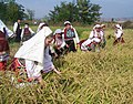 Récolte du riz en costume traditionnel.