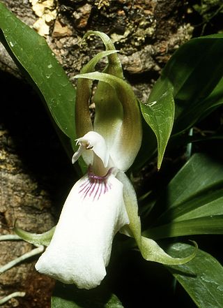 <i>Zygosepalum labiosum</i> Species of orchid