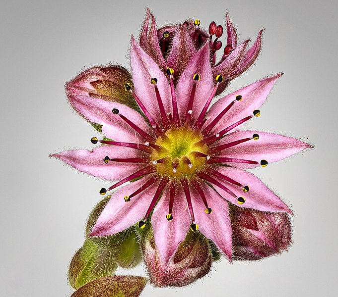 File:(MHNT) Sempervivum arachnoideum - Flower and buds.jpg