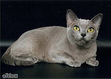 Бурманская кошка голубого окраса.jpg