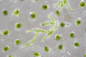 Chlorella vulgaris, a common green microalgae, in endosymbiosis with a ciliate[384]