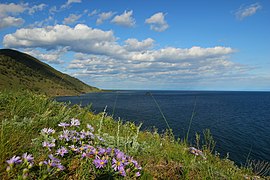 Цветущее побережье Байкала