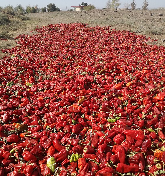 File:लाल मिर्च, red pepper, P.jpg