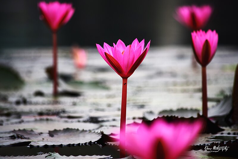 File:লাল শাপলা (Nymphaea rubra).jpg