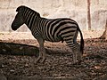 ม้าลาย สวนสัตว์เชียงใหม่ Zebra in Chiang Mai Zoo (1).jpg
