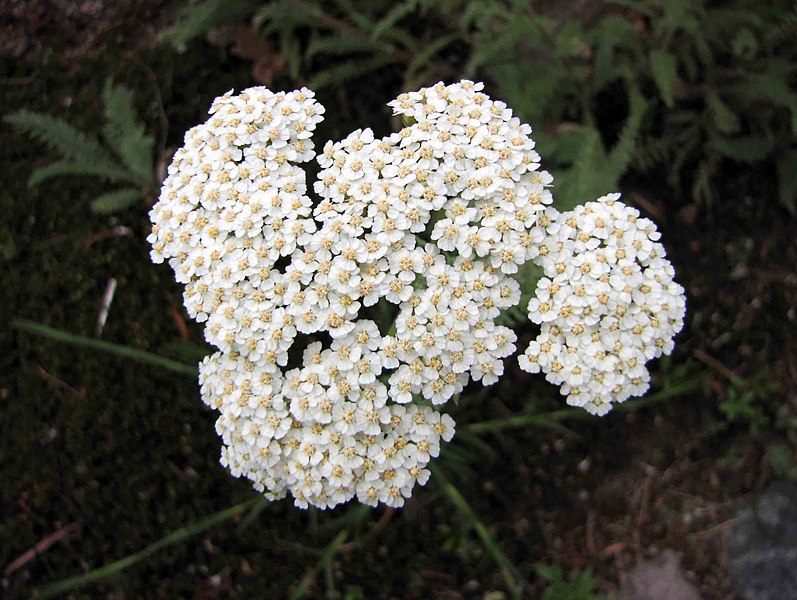 File:耆屬 Achillea crithmifolia -哥本哈根大學植物園 Copenhagen University Botanical Garden- (36744794312).jpg