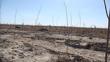 2010年荒涼的福海新區植樹點