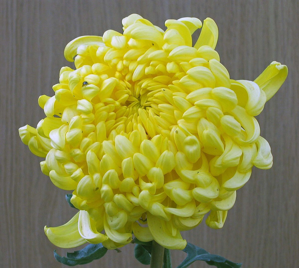 File 菊花 金獅頭 Chrysanthemum Morifolium Golden Lion Head 香港房委樂富花展 Lok Fu Flower Show Hong Kong Jpg Wikimedia Commons