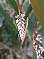 The inflorescence protected by two bracts before flower bloom.