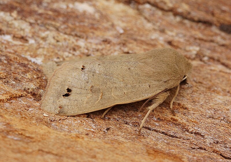 File:-2189- Twin-spotted Quaker (Anorthoa munda) (51043389973).jpg