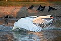 64 092 Wild Mute swan in flight at Lake Geneva during golden hour of sunset Photo by Giles Laurent uploaded by Giles Laurent, nominated by Giles Laurent,  25,  3,  0