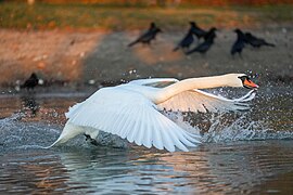 092 Wild Mute swan in flight at Lake Geneva during golden hour of sunset Photo by Giles Laurent.jpg